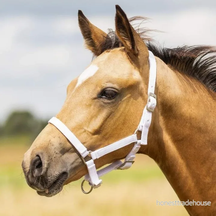 Halter for foal QHP 8718274348521